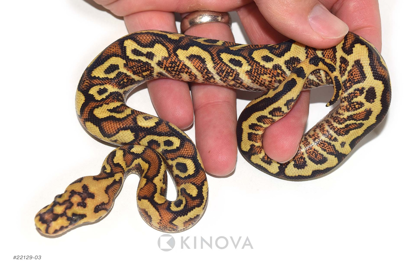 ココナッツベイビー Spotnose Red Stripe GHI YB Superfly Het Clown Ball Pythons