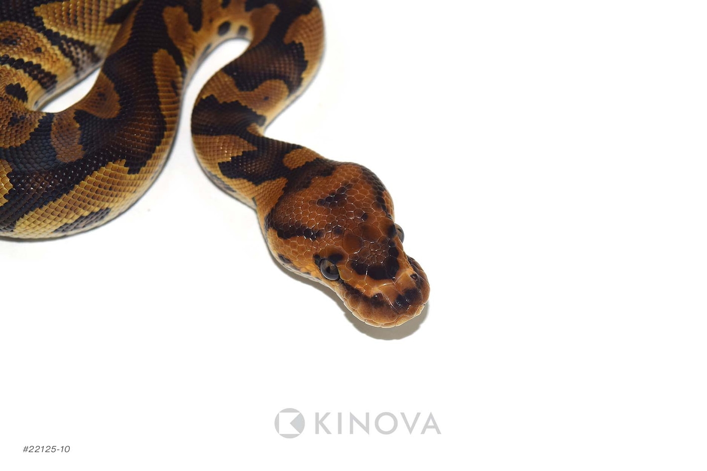 Clown Ball Pythons by KINOVA - MorphMarket