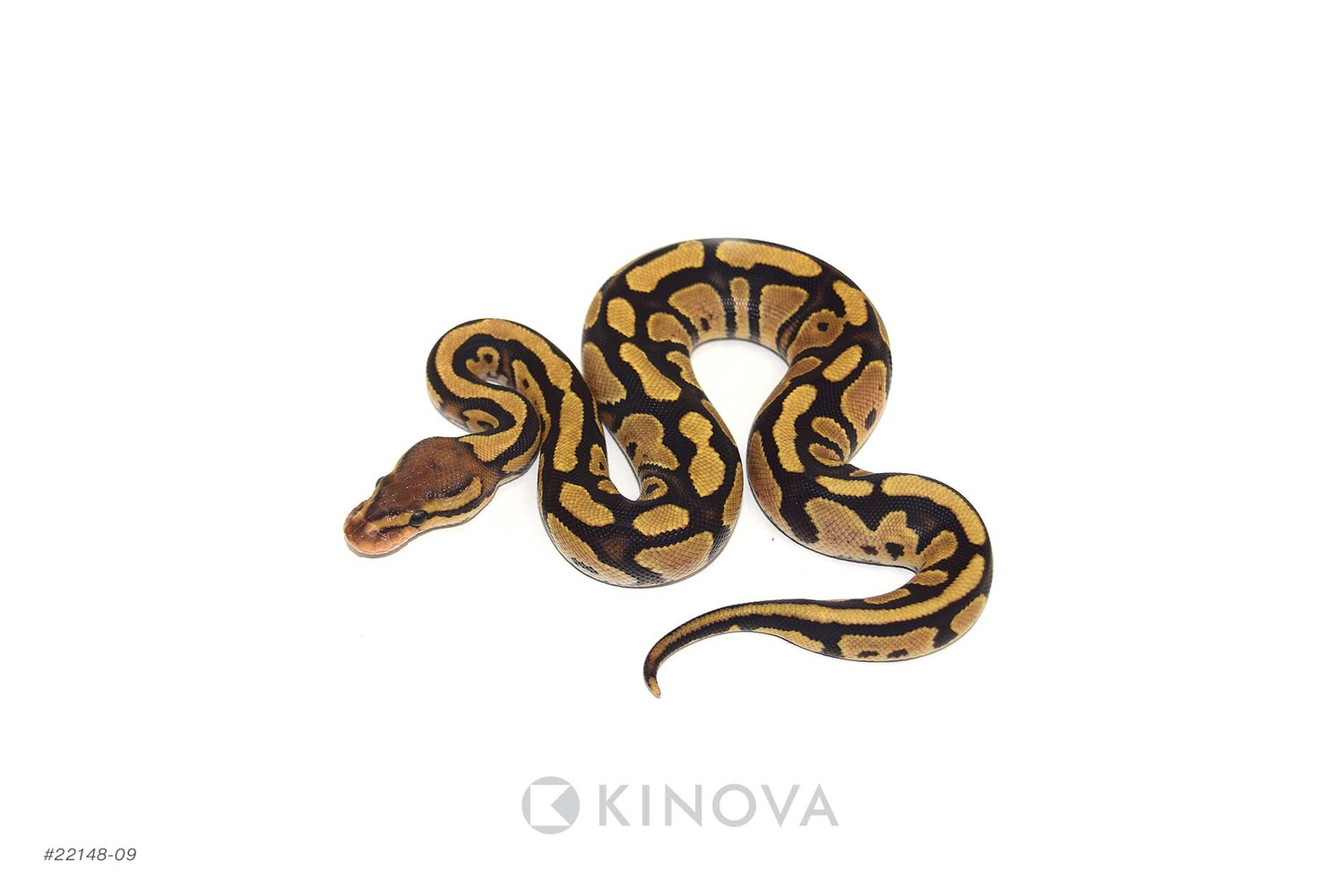 Vanilla OR Fire Triple Het Enhancer GStripe Clown (Het Desert Ghost