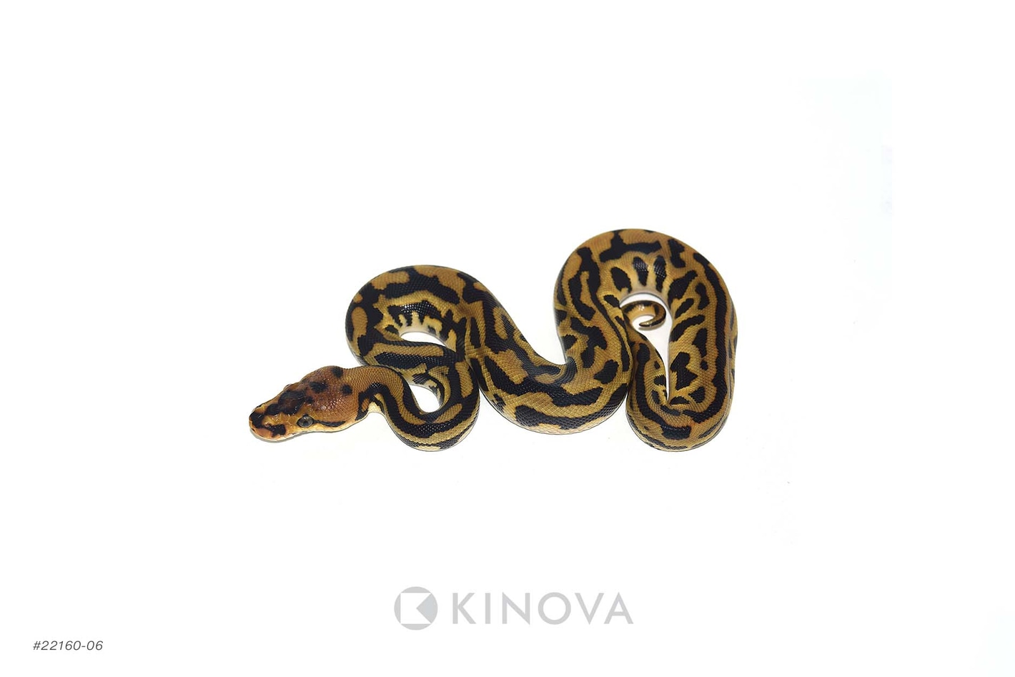 Lesser Cypress 100% DH G Stripe Clown | Royal Constrictor