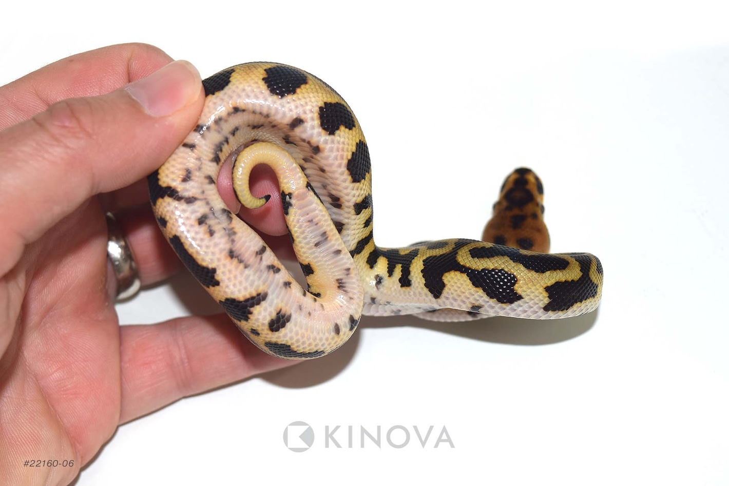 Leopard Spotnose Crypton Quad Het Desert Ghost G-Stripe