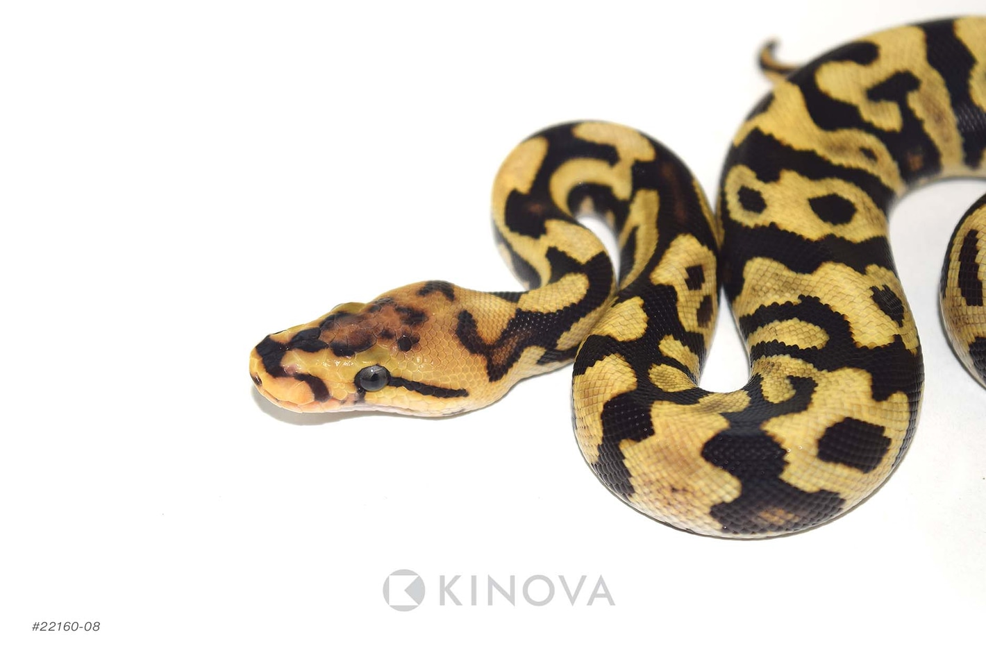 Fire Spotnose Crypton Quad Het Desert Ghost G-Stripe Cryptic