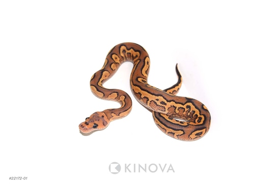 Black Pastel Fire Redstripe YB Clown Ball Python by KINOVA