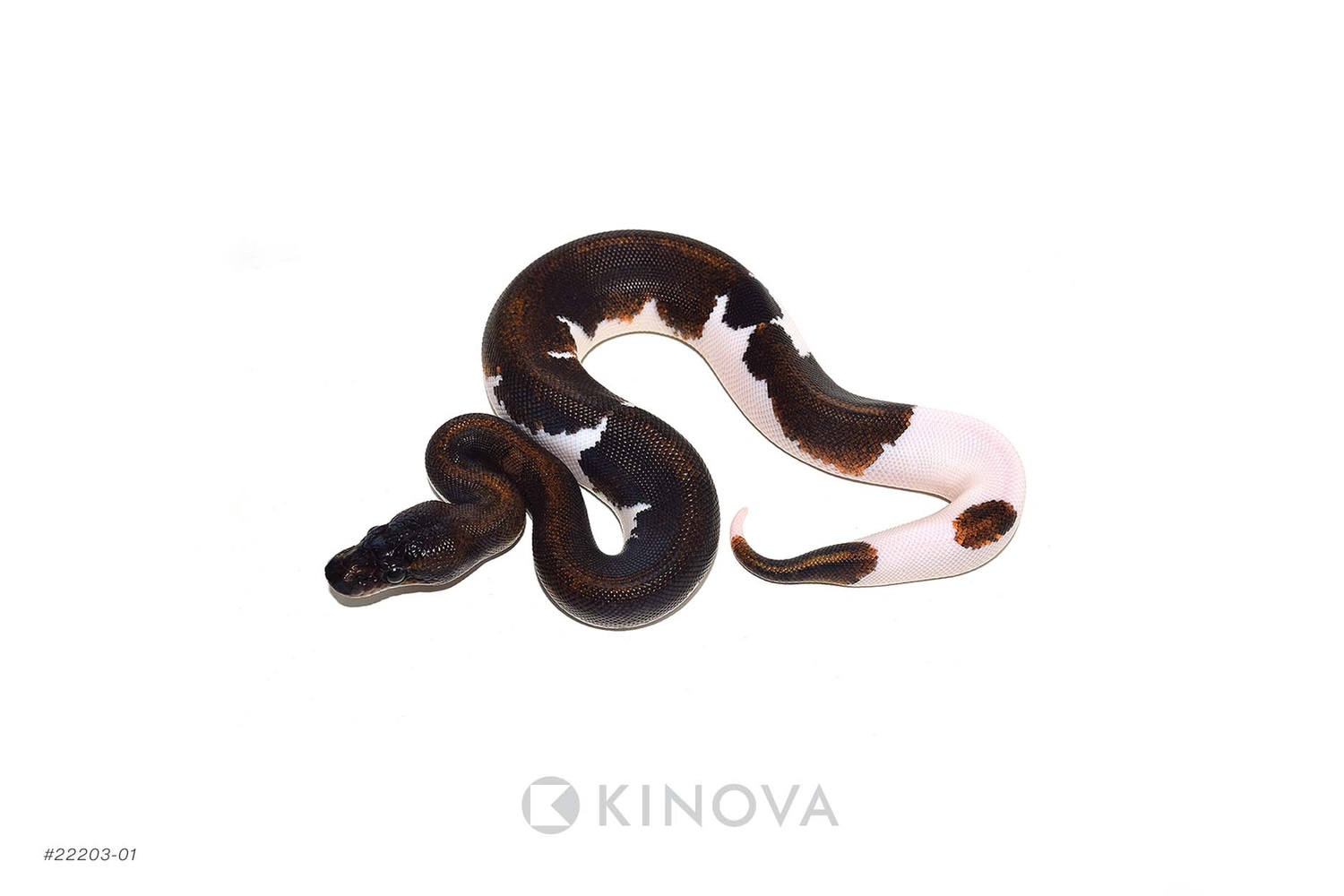 YB Suma Pied Ball Python by KINOVA - MorphMarket