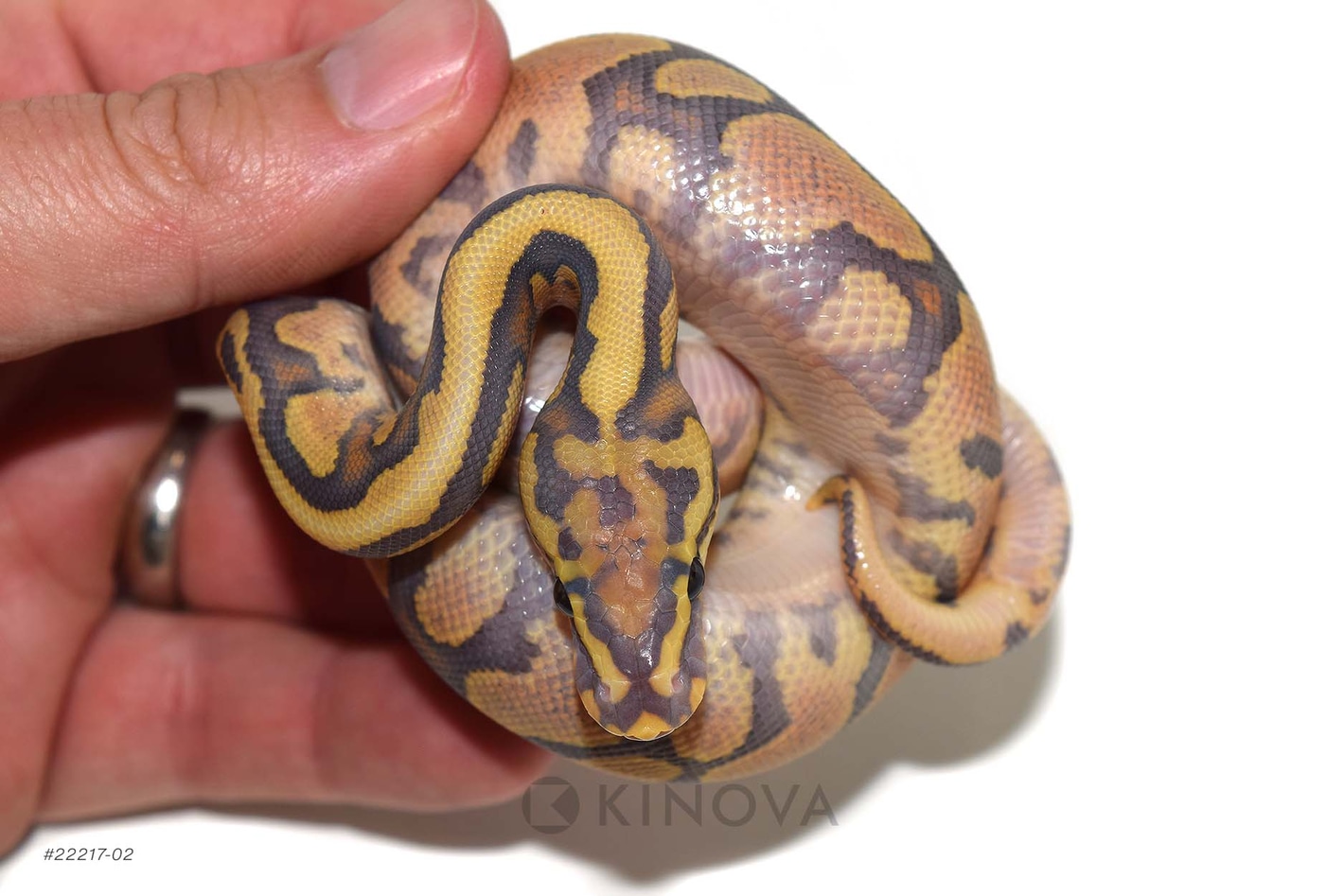 割引発見 by Pythons Ball Ghost Desert Hypo Spotnose KINOVA MorphMarket - トップス