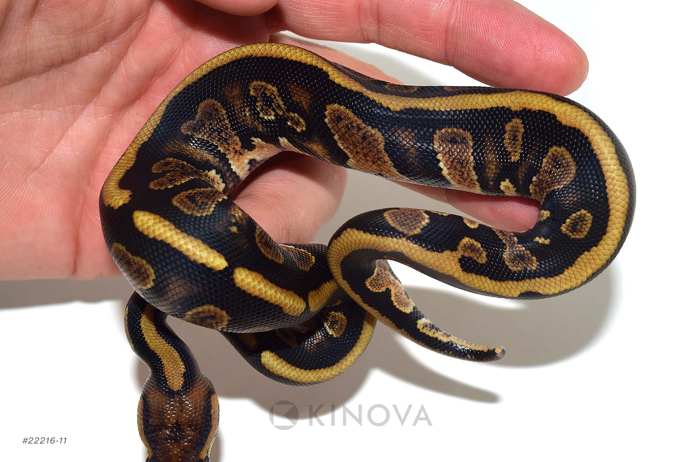 Chocolate Stranger Het Clown 50% Het Monsoon Ball Pythons by