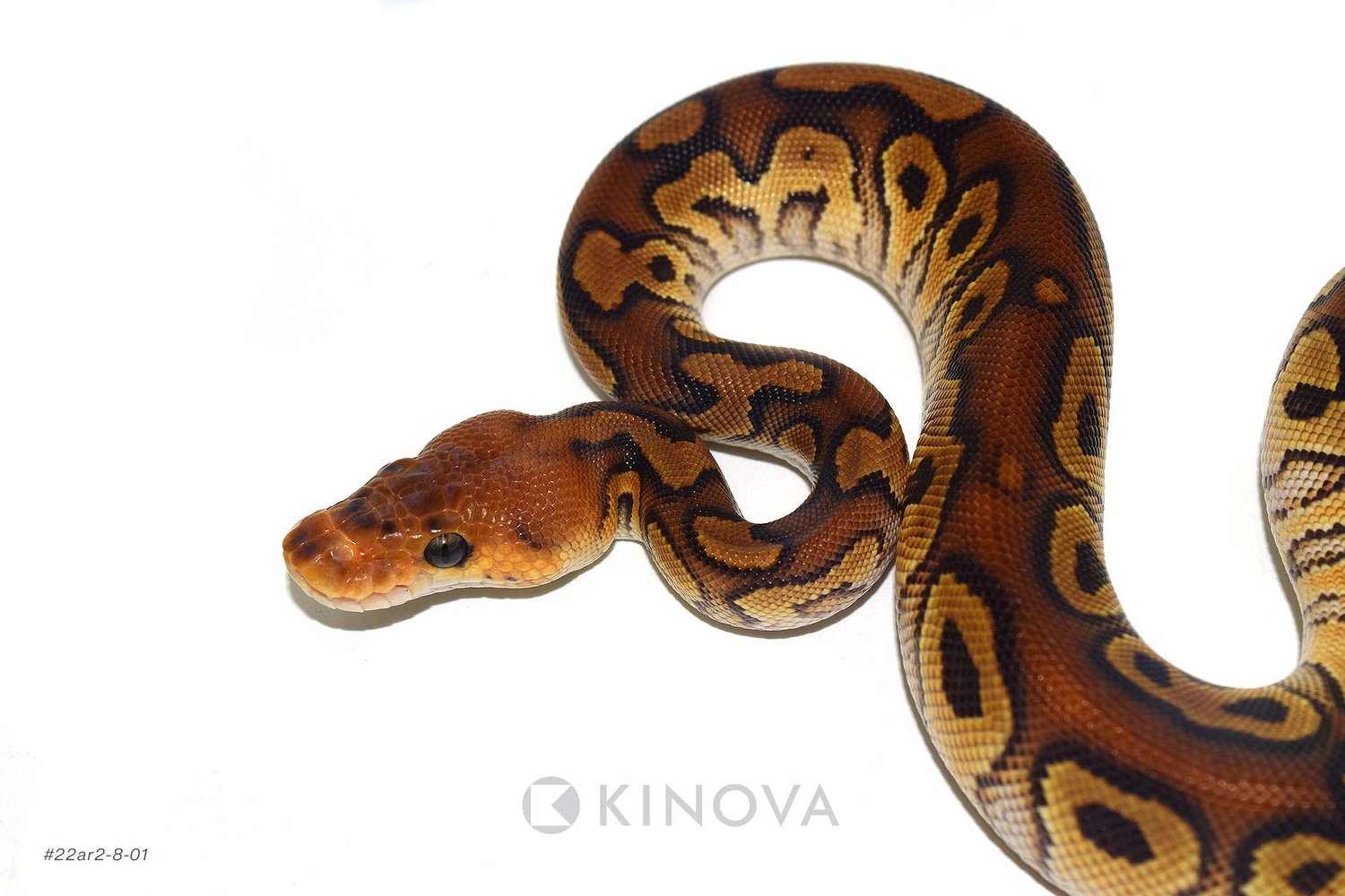 Cypress Clown Ball Python by KINOVA - MorphMarket