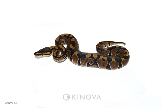 Dbl Het Sunset Clown Ball Python by KINOVA
