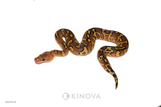 Redstripe YB Fire Mahogany Clown Ball Python by KINOVA