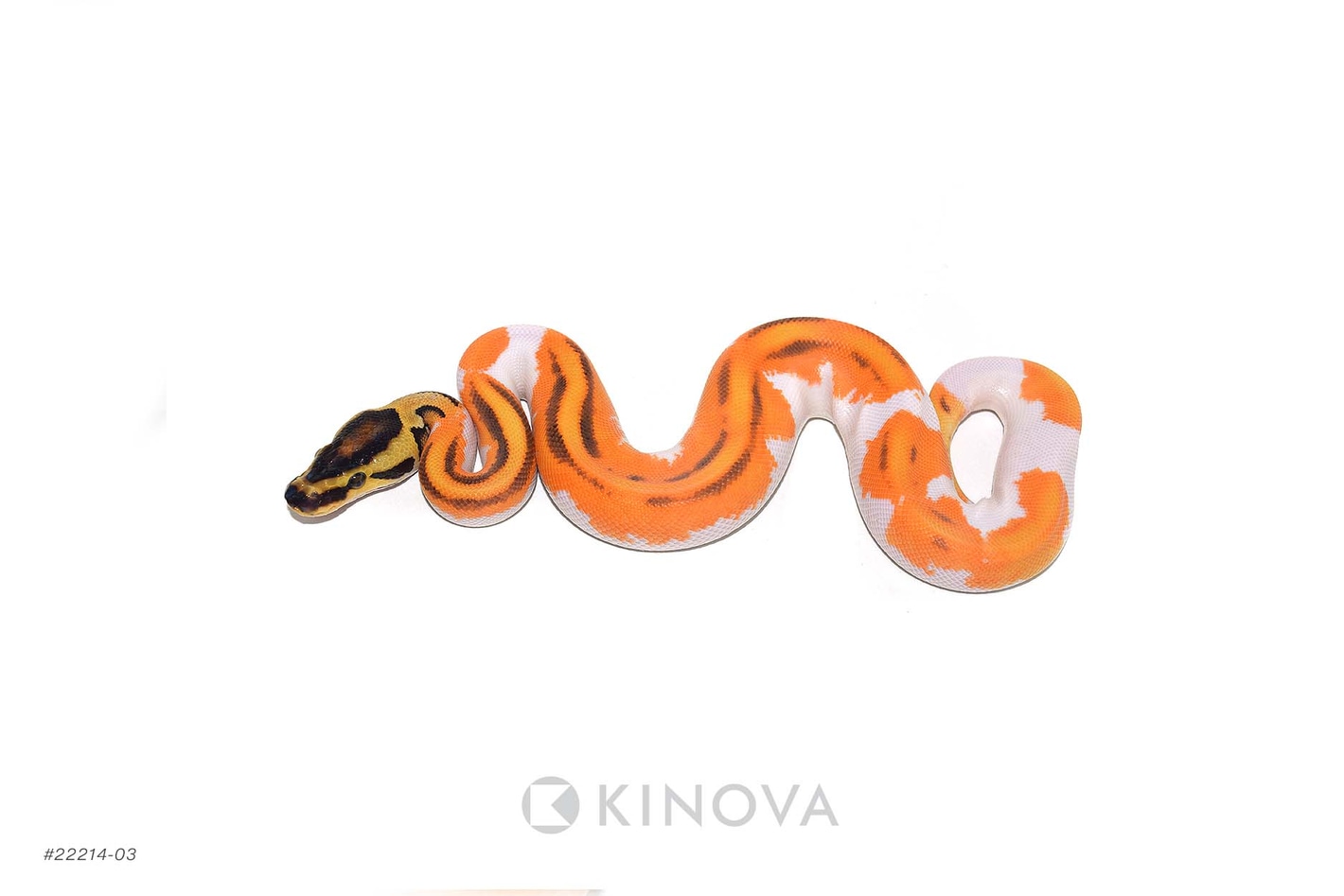 Super OD YB Enchi Pied Ball Pythons by KINOVA - MorphMarket