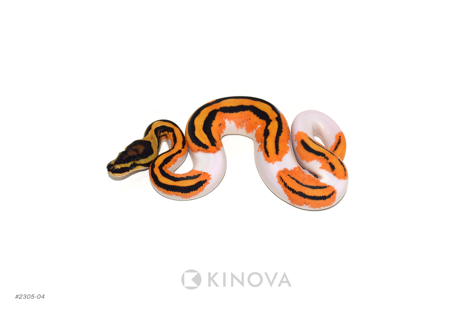 OD YB Pied Het Clown Ball Python by KINOVA - MorphMarket