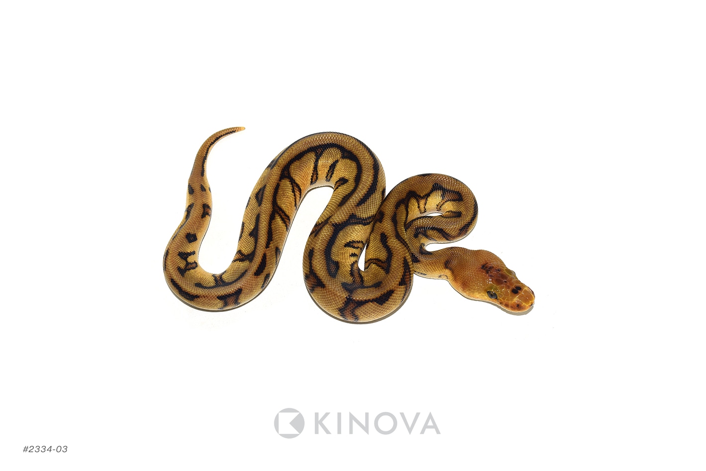 Confusion G-Stripe Het Desert Ghost Ball Pythons by KINOVA