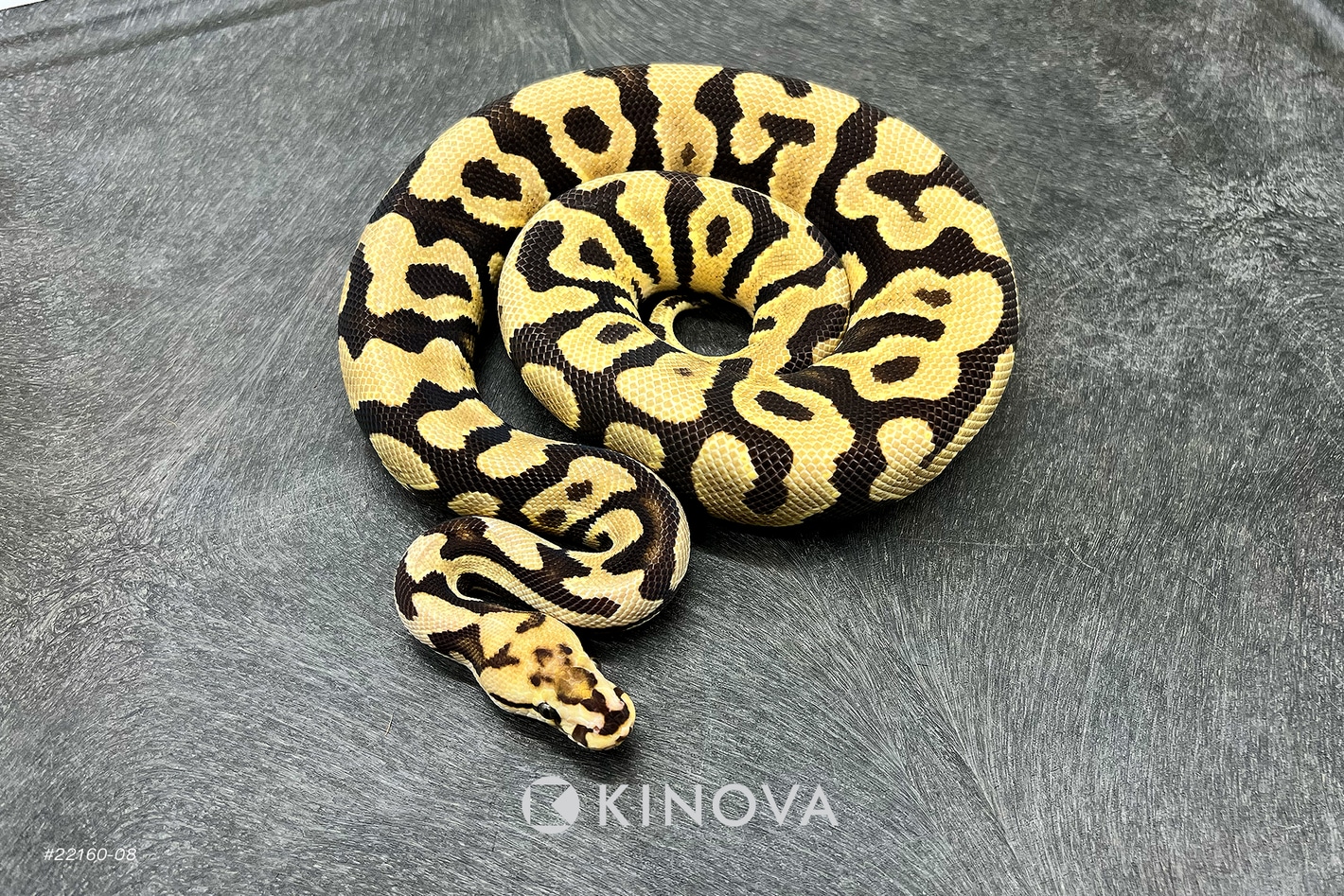 111 タケノコラン　Clowesia 'Queen Canon (OG) 111 タケノコランClowesia 'Queen Canon (OG)