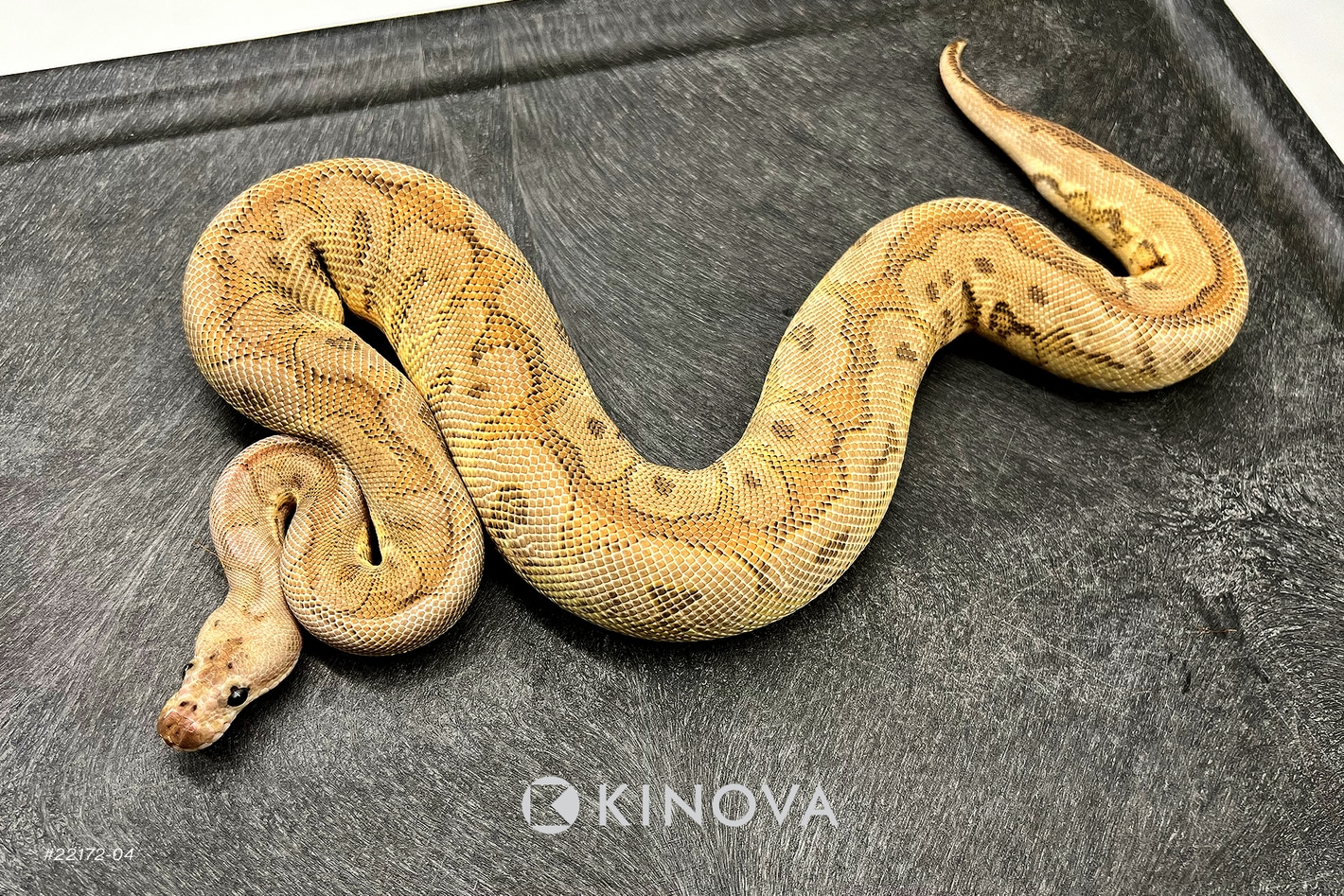 Black Pastel Fire HGW Clown Ball Pythons by KINOVA - MorphMarket