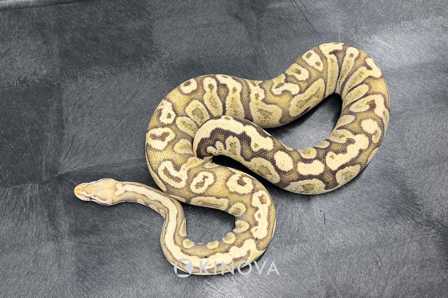 Firefly GHI Ball Python by KINOVA - MorphMarket
