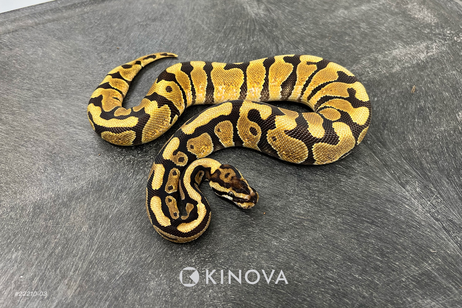 Enchi Spotnose Het Clown 66% Het Desert Ghost Ball Python by KINOVA ...