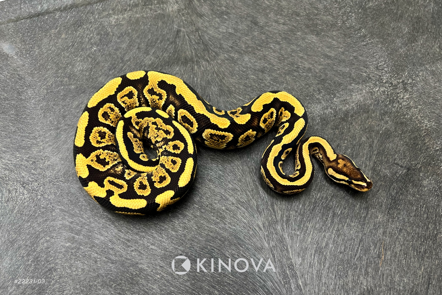 Fire Pixel Ball Python by KINOVA - MorphMarket