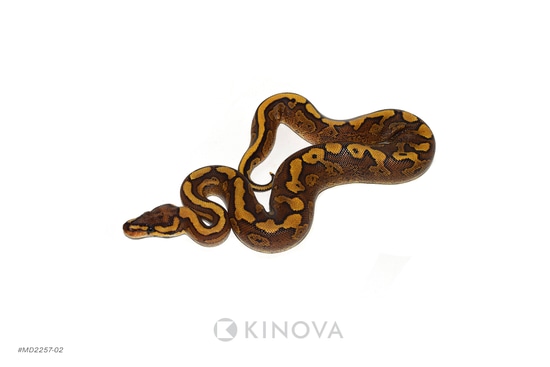 Redstripe YB Jaguar Ball Python by KINOVA