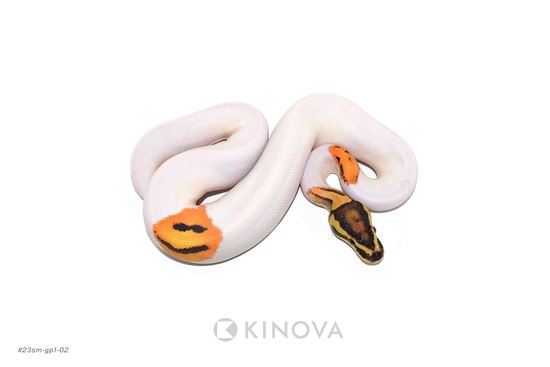 OD Fire PIed Ball Python by KINOVA