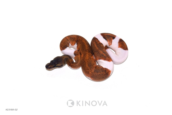 Enchi Suma Pied Ball Python by KINOVA