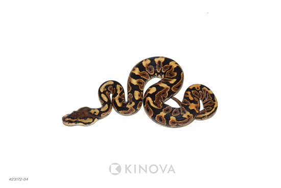 Black Pastel Spotnose Jaguar Het Clown Ball Python by KINOVA