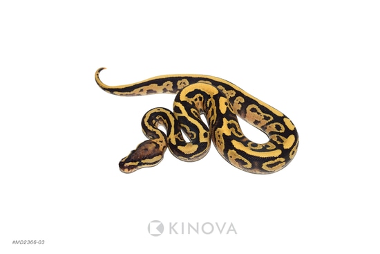 Fire PIxel Jaguar Ball Python by KINOVA