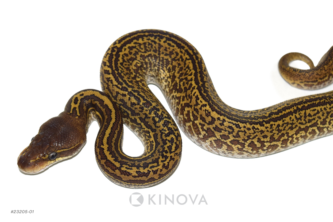 【廃盤】SNAKES,THE QONOS vs SNAKES 廃盤】SNAKES,THE QONOS vs SNAKES CD