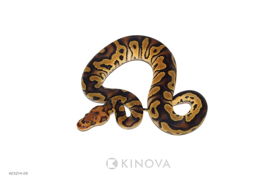 Clown Triple Het Hypo Sunset Desert Ghost Ball Python by KINOVA