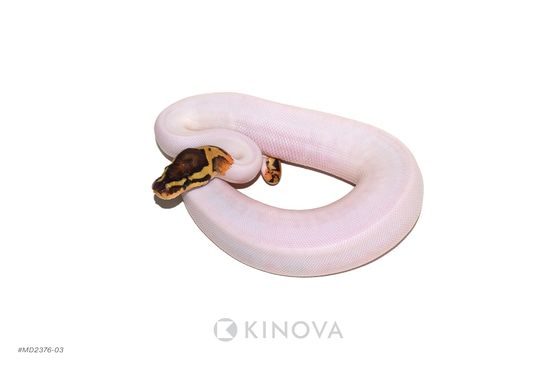Fire YB Pied Ball Python by KINOVA