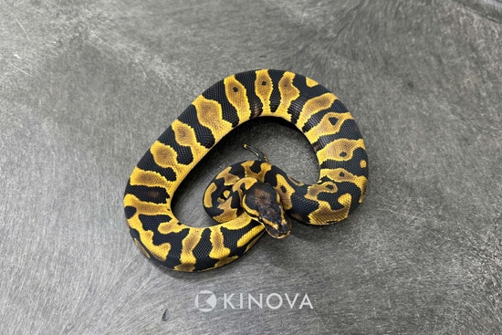 Leopard Triple Het Zebra Desert Ghost Pied Ball Python by KINOVA