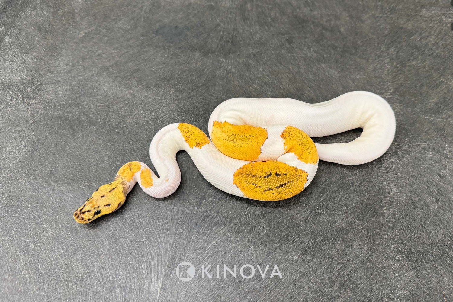 Pastel OD YB Clown Pied (Possible Redstripe) Ball Python by KINOVA ...