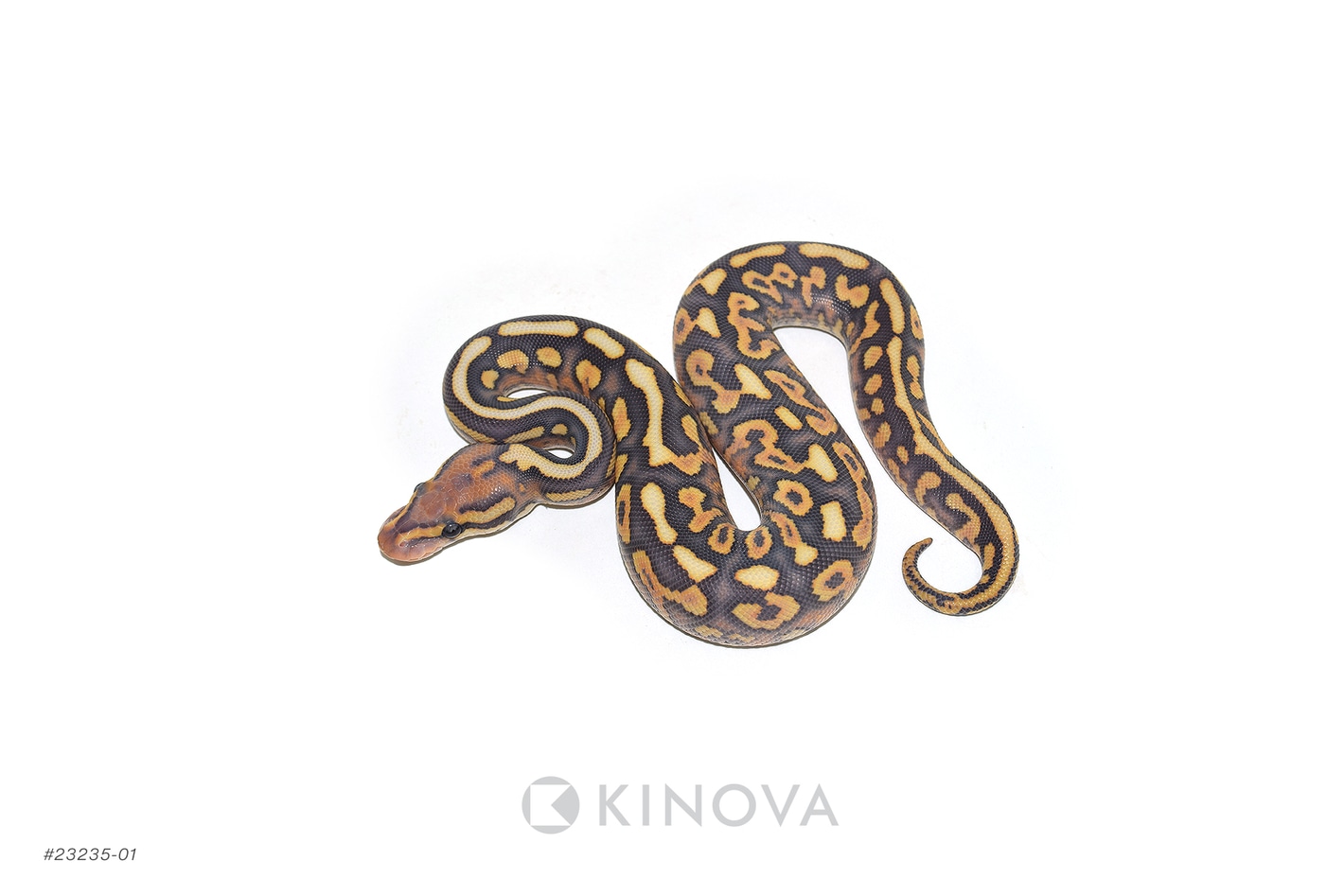 Black Pastel YB Spotnose Hypo Desert Ghost Het Clown Ball