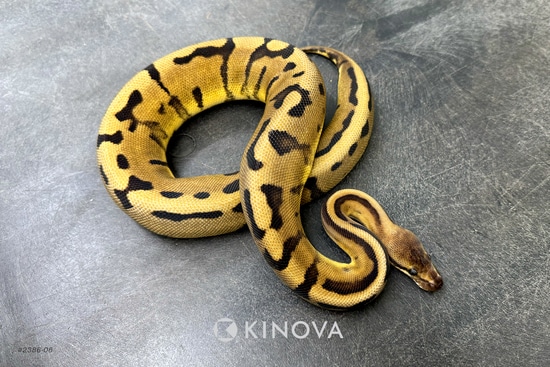 信頼への信頼 Confusion KINOVA by Pythons Ball Ghost Desert Het G-Stripe その他