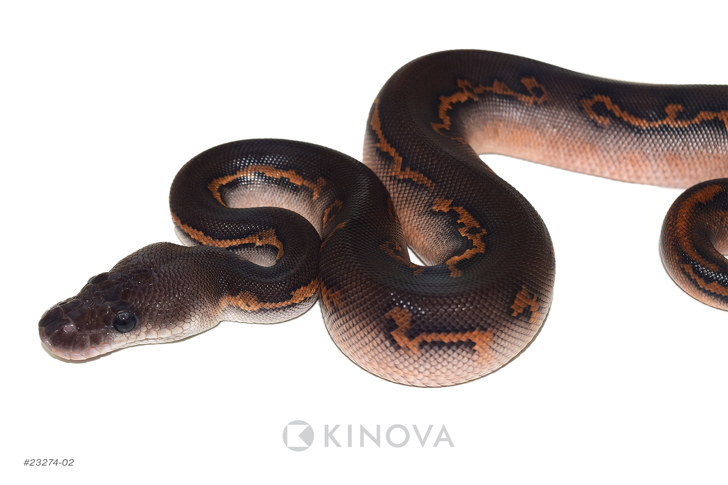 Akira 様専用 if six was nine TUBE Python
