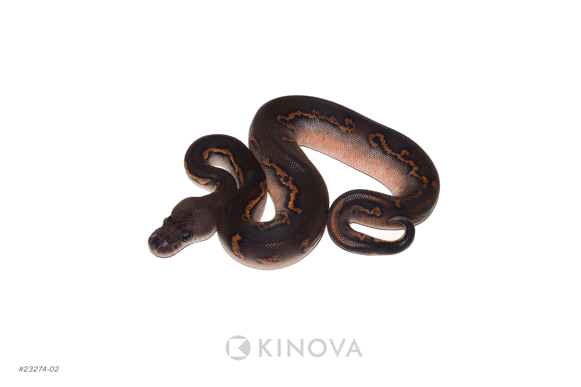 Akira 様専用 if six was nine TUBE Python