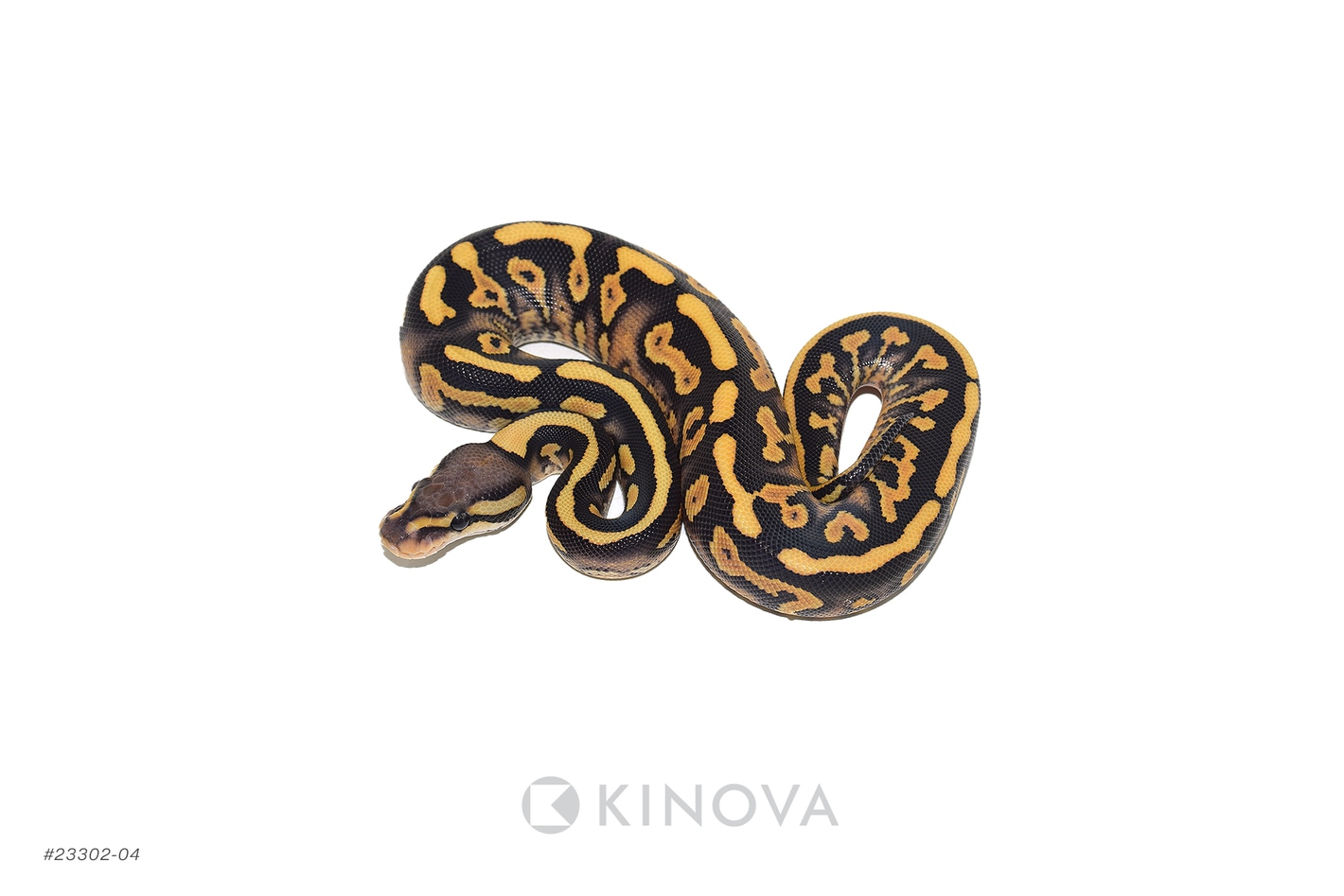 Black Pastel YB DG Dbl Het Hypo Clown Ball Pythons by KINOVA