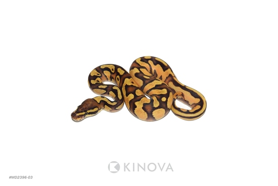 Enchi YB Vanilla Hurricane Het Pied 50% Het MJ Axanthic Ball