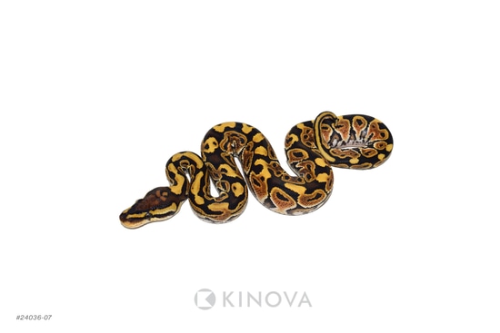 洋書 The Complete Ball Python Complete Ball Python, A Comprehensive Guide to Care