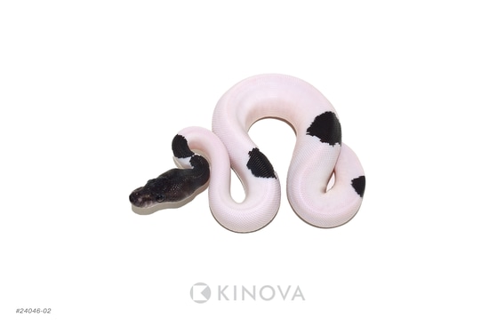 Black Pastel YB Suma Pied Ball Python by KINOVA