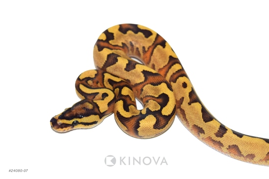 Enchi YB Fire Het Clown 50% Het Pied Ball Python by KINOVA