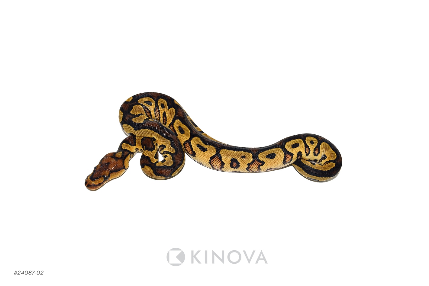 ダーツ TRiNiDAD PYTHON Type2 Amazon.co.jp: TriNiDAD PRO Trinidad Pro Python Type 2 2BA
