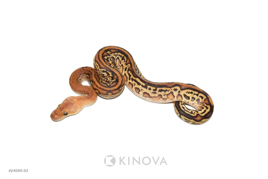 Cypress YB Leopard Stranger Special Clown Ball Pythons by KINOVA - MorphMarket Cypress YB Leopard Stranger Special Clown Ball Pythons by KINOVA - MorphMarket