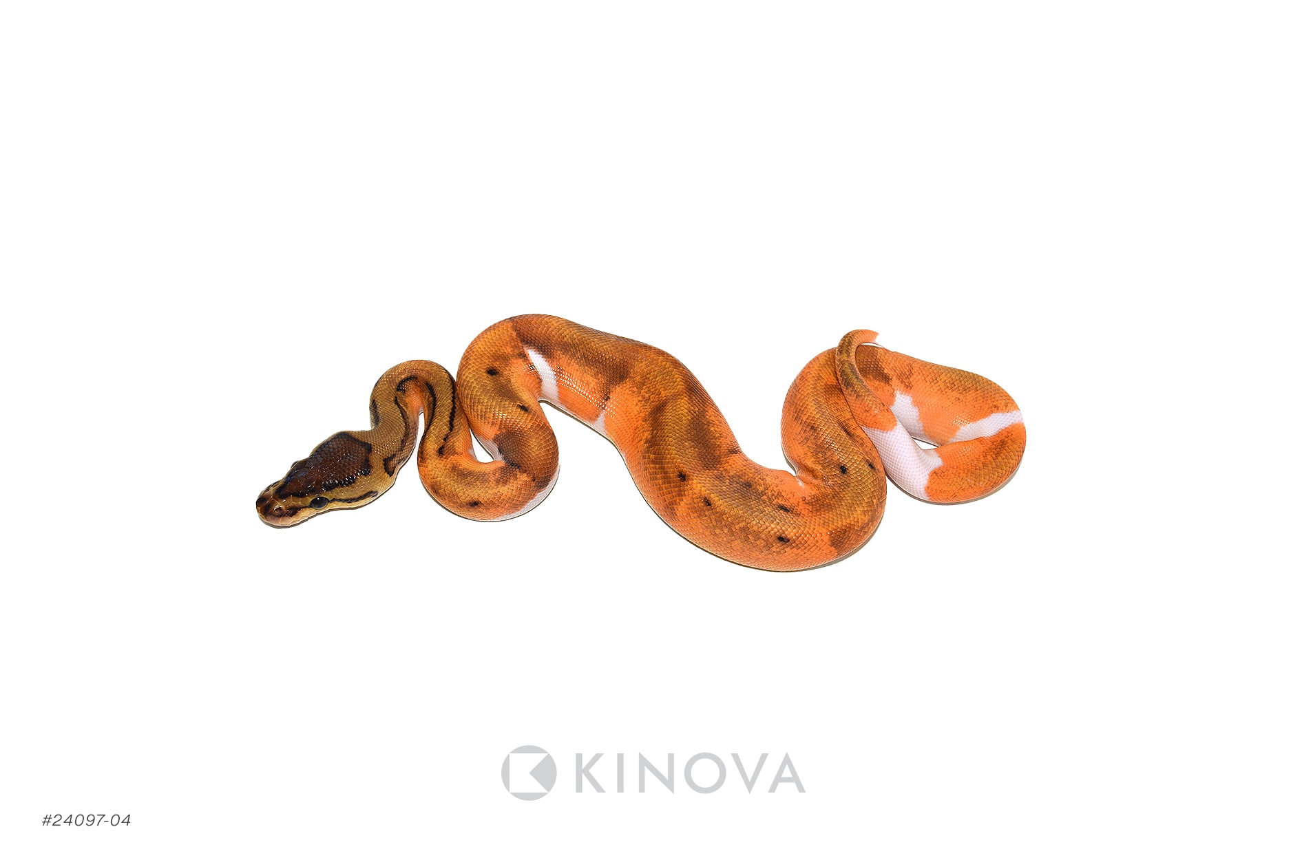 OD PInstripe Pied Het Desert Ghost Ball Pythons by KINOVA