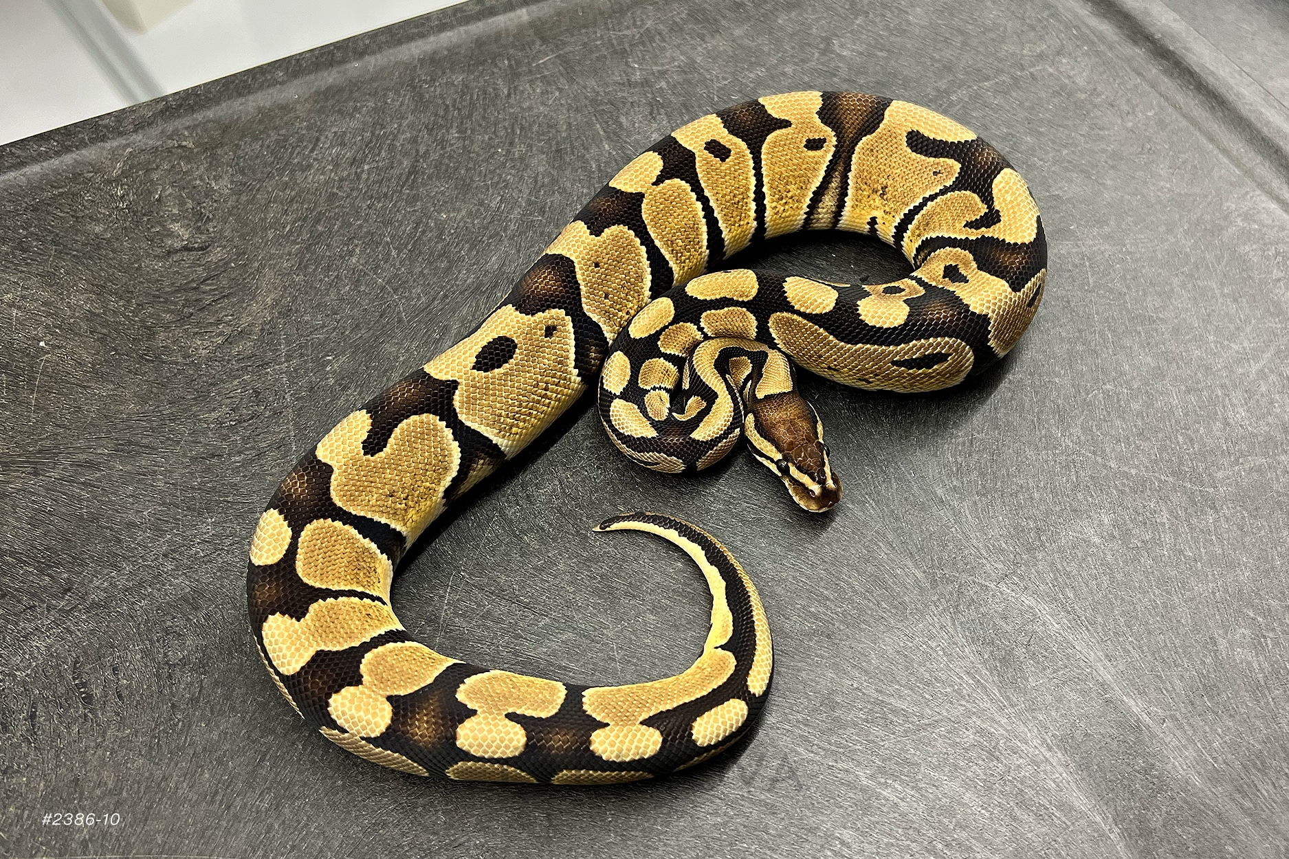 入荷中 G-Stripe Ghost Desert Het Tpl Clown KINOVA by Pythons Ball その他