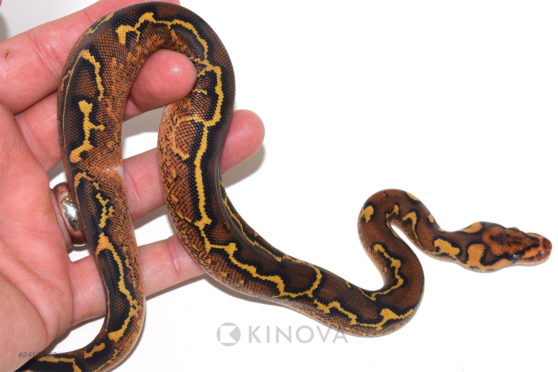 洋書 The Complete Ball Python The Complete Guide to Ball Python Ownership and Care