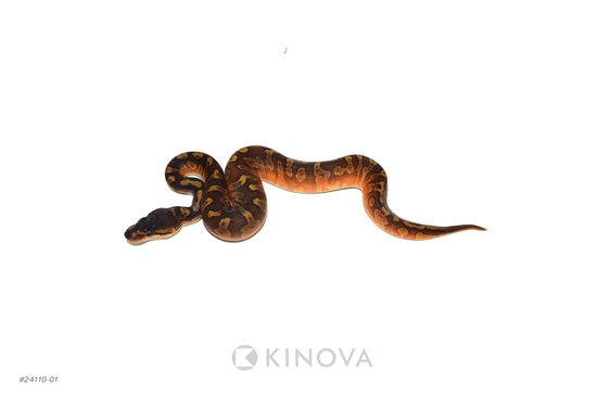 YB Sunset Het Clown Ball Python by KINOVA