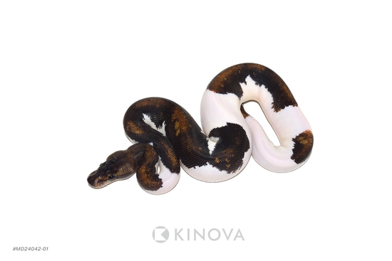 YB Suma Pied Het Lavender Ball Python by KINOVA
