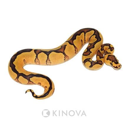Enchi YB Lace Clown Ball Python