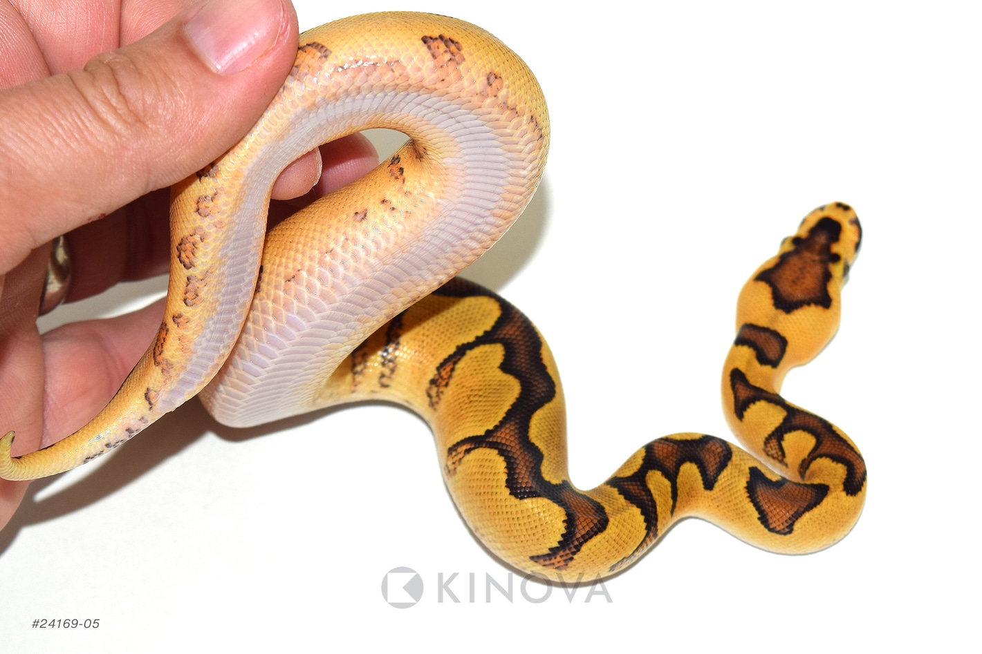 Enchi YB Lace Clown Ball Pythons by KINOVA - MorphMarket