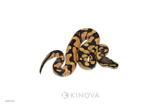 Desert Ghost Het Sunset Ball Python by KINOVA